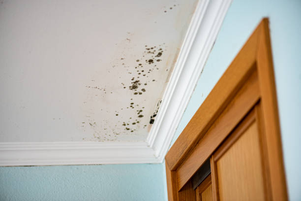 Best Toxic Mold Removal  in Catonsville, MD