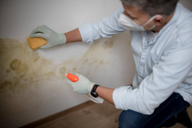Best Commercial Mold Removal  in Catonsville, MD