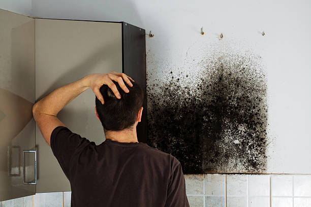 Trusted Catonsville, MD Mold Removal Experts