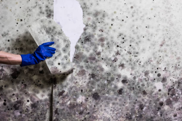Best Attic Mold Removal  in Catonsville, MD